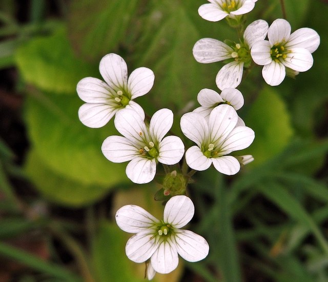 Saxifraghe